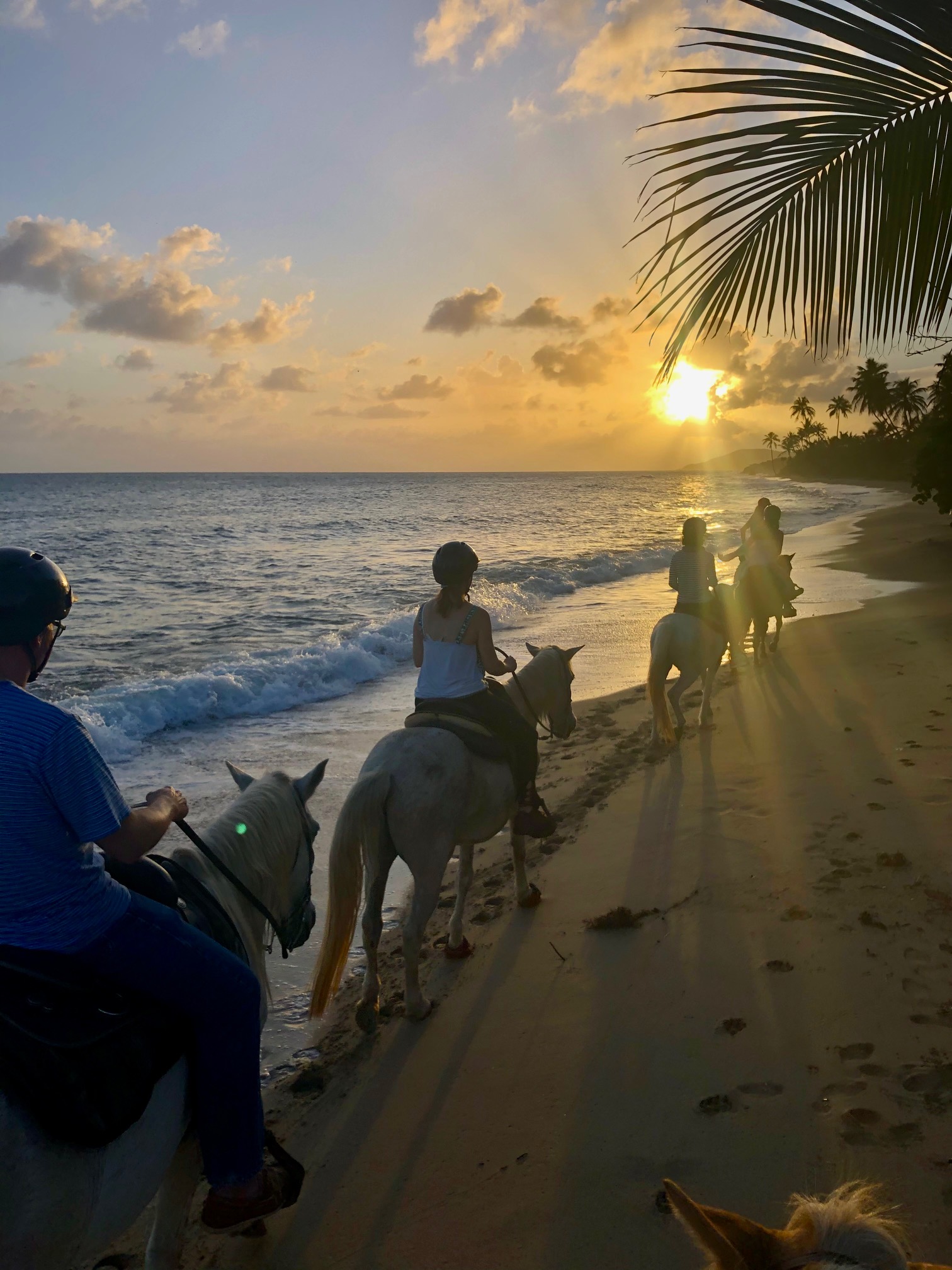 horseback riding tour in vieques