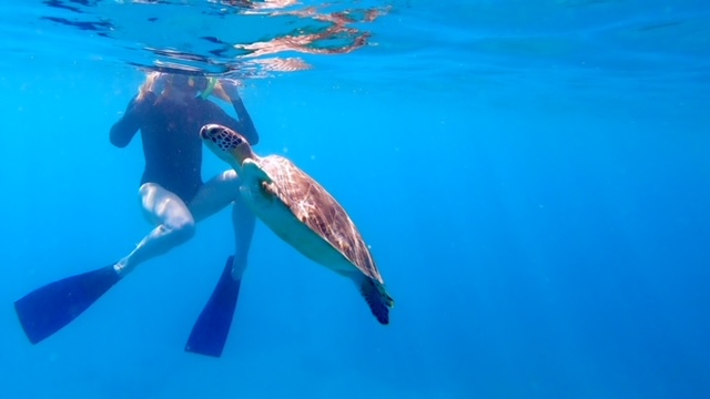 snorkel tour with sea turtle 