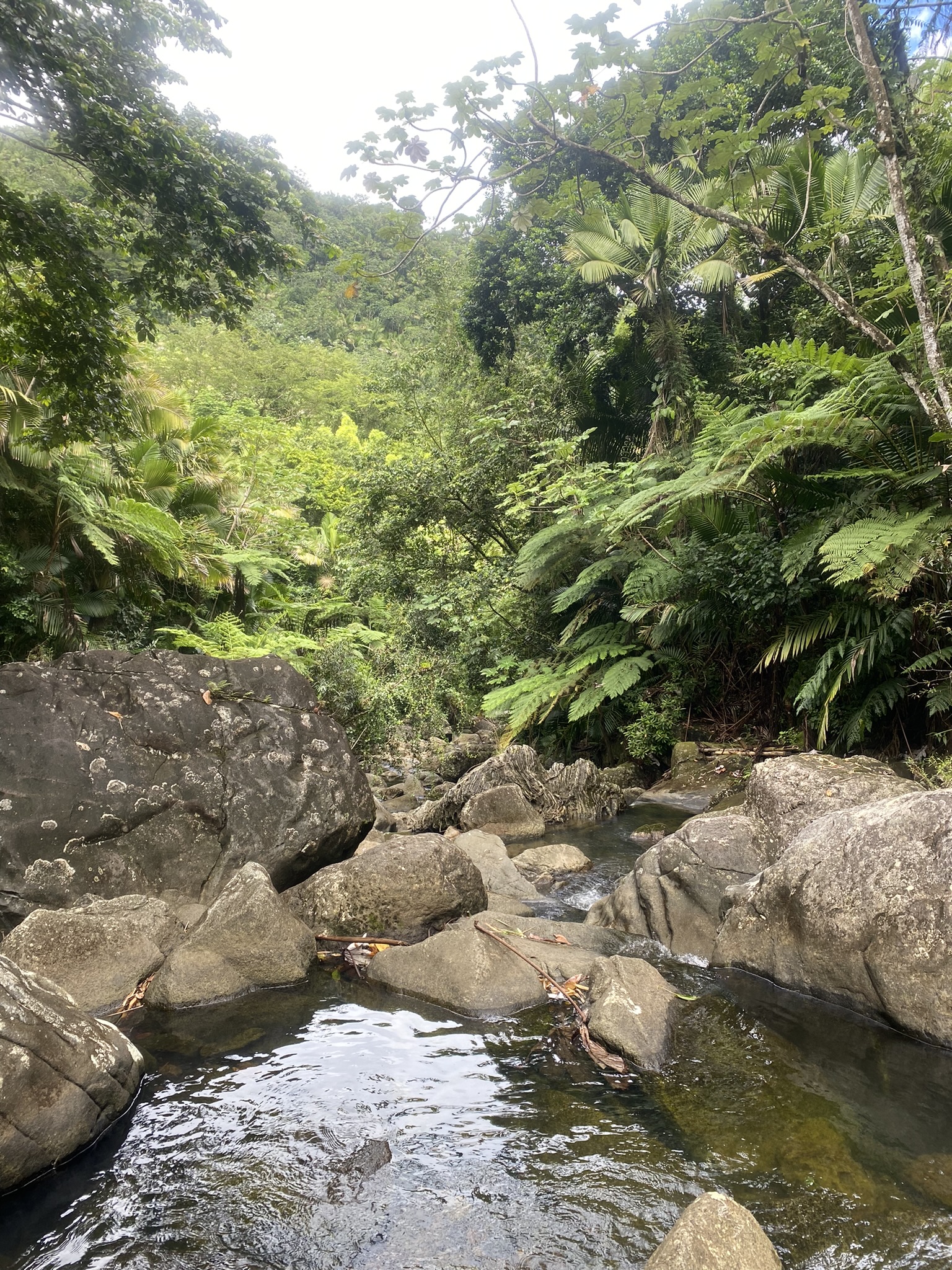 el-yunque-national-park 