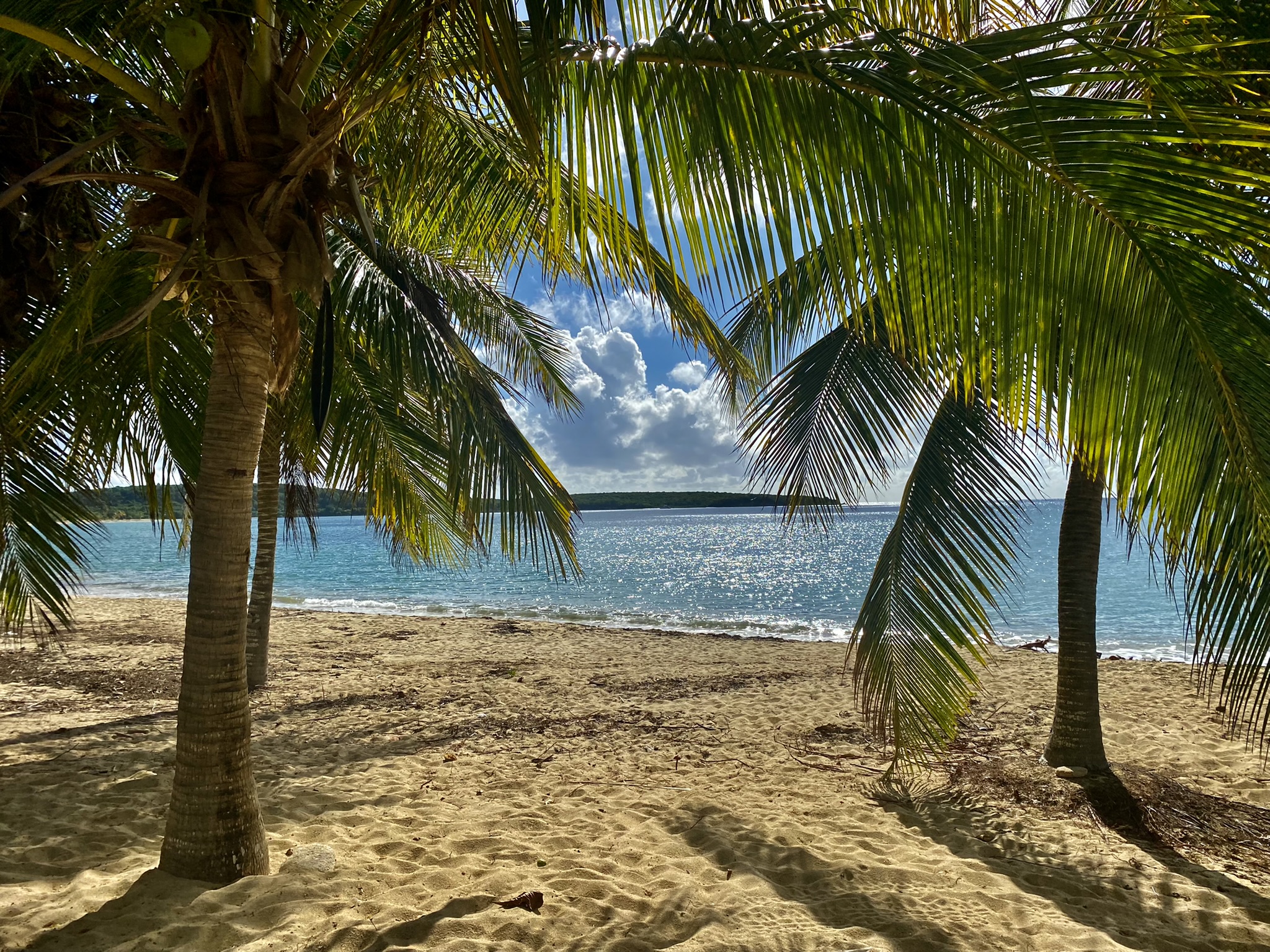 palm-trees-sunbay-beach
