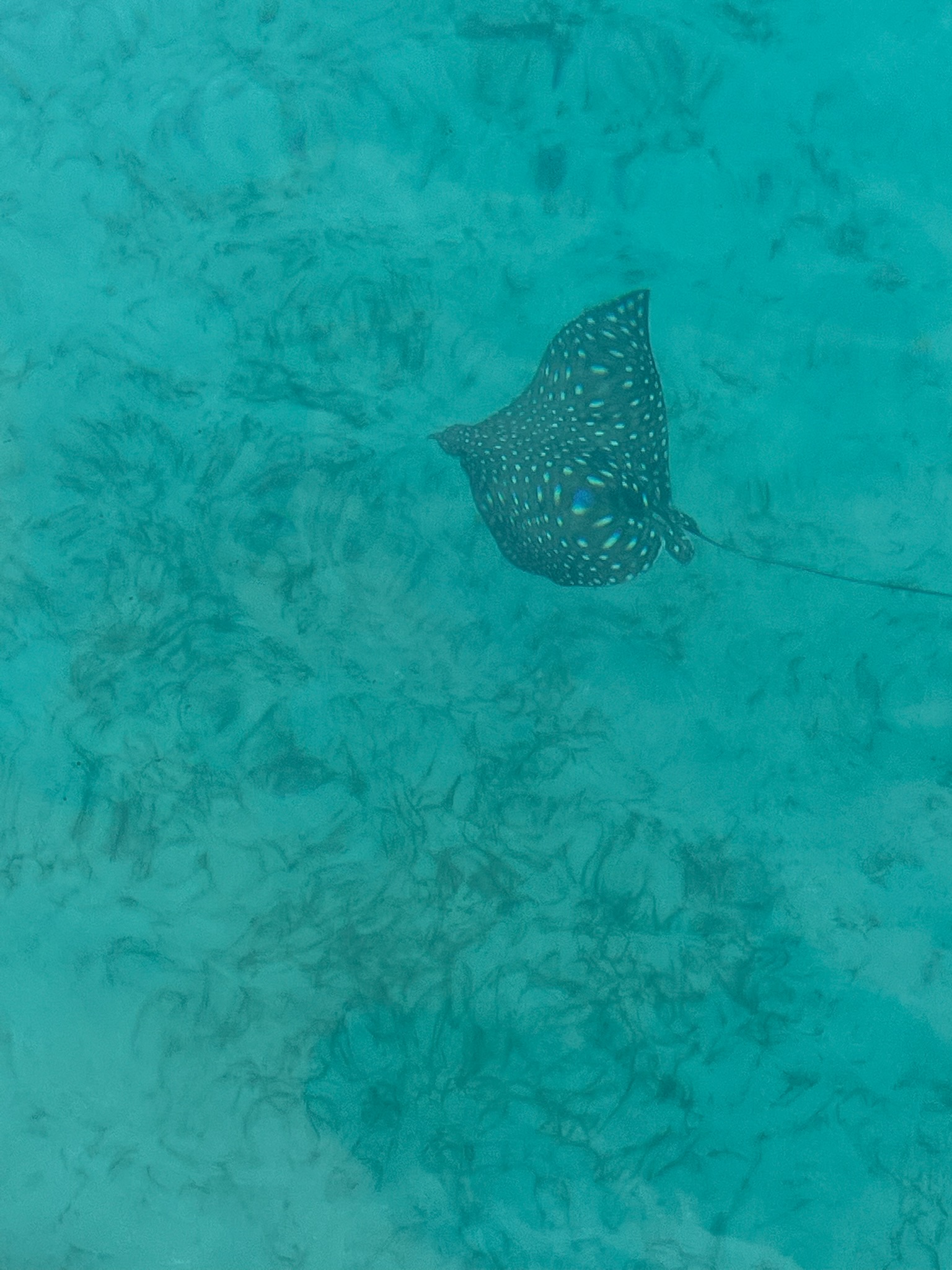 spotted eagle ray british virgin islands