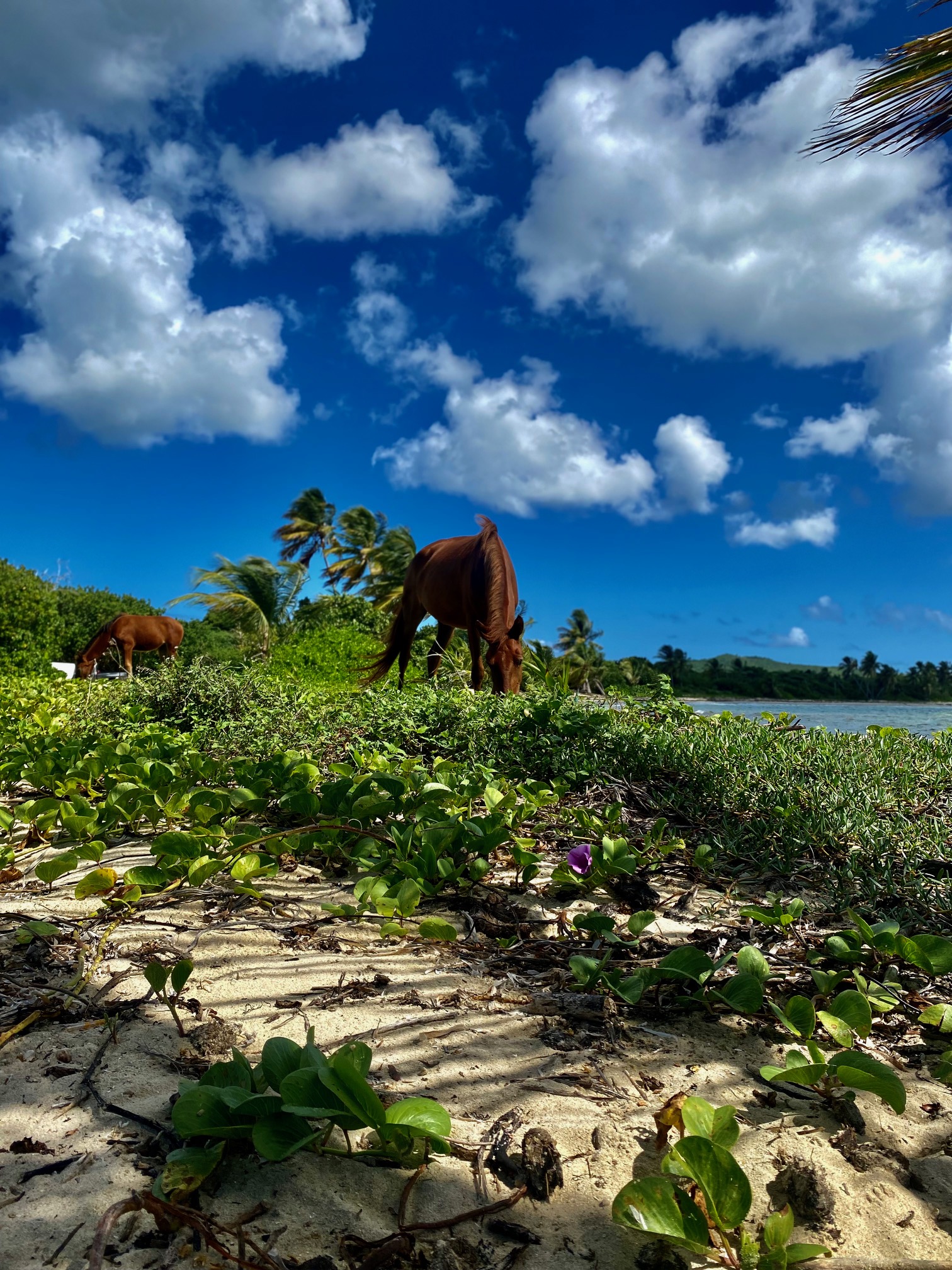 horse at the cayo